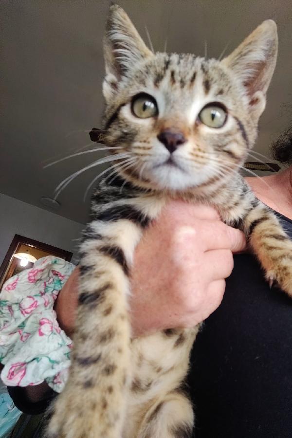 LEO: DOLCISSIMO MICINO DI 3 MESI CERCA FAMIGLIA  Foto 3