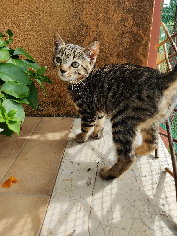 LEO: DOLCISSIMO MICINO DI 3 MESI CERCA FAMIGLIA  Foto 4