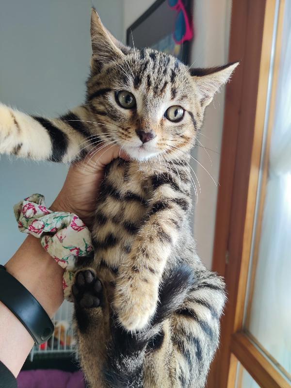 LEO: DOLCISSIMO MICINO DI 3 MESI CERCA FAMIGLIA  Foto 5