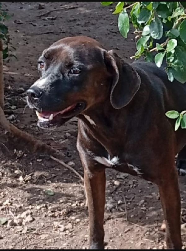 Ciccia simil Labrador marrone 4/5anni SUD Foto 3