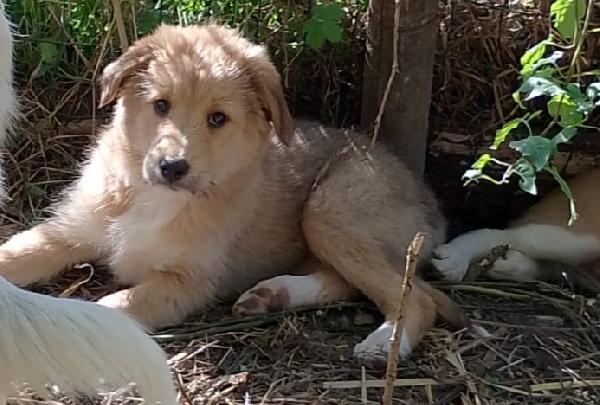 Ciliegia Un Orsetta Adorabile 