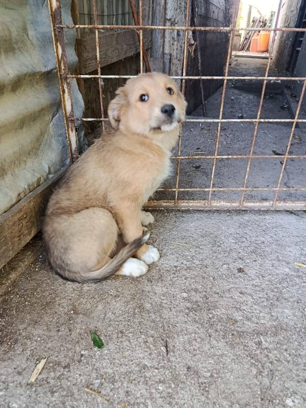 Ciliegia un orsetta adorabile  Foto 2