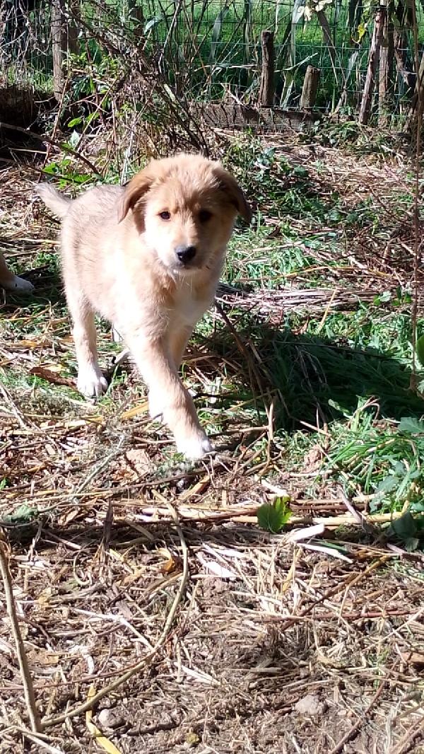 Ciliegia un orsetta adorabile  Foto 3