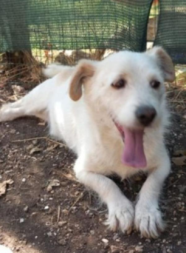 Milo mix Jack 10anni tg piccola ABRUZZO Foto 2