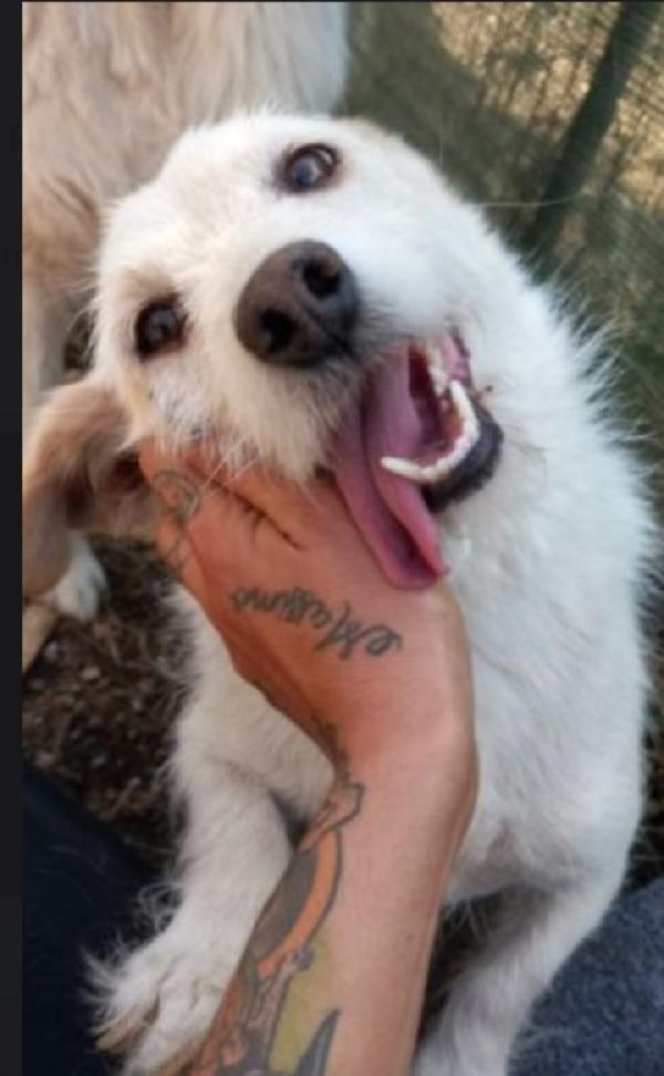 Milo mix Jack 10anni tg piccola ABRUZZO Foto 3