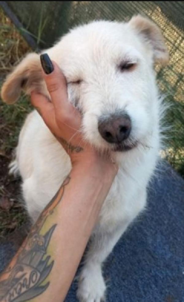 Milo mix Jack 10anni tg piccola ABRUZZO Foto 4