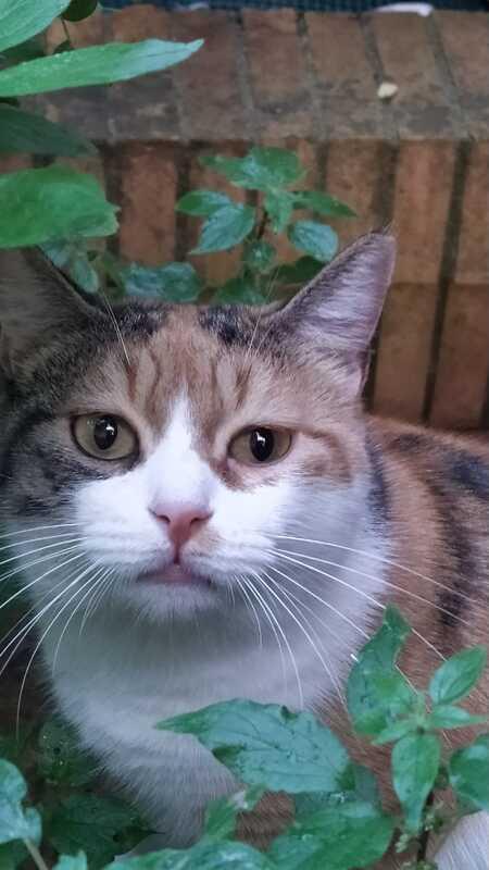 Lulu': Micia Di 2 Anni, Tradita Da Chi Amava