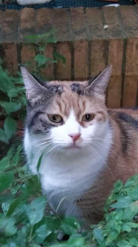 LULU': MICIA DI 2 ANNI, TRADITA DA CHI AMAVA Foto 2