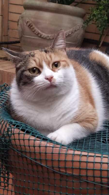 LULU': MICIA DI 2 ANNI, TRADITA DA CHI AMAVA Foto 3