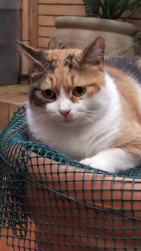 LULU': MICIA DI 2 ANNI, TRADITA DA CHI AMAVA Foto 4