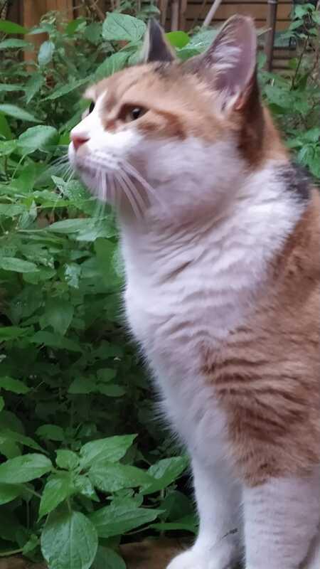 LULU': MICIA DI 2 ANNI, TRADITA DA CHI AMAVA Foto 5