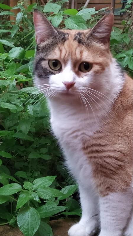 LULU': MICIA DI 2 ANNI, TRADITA DA CHI AMAVA Foto 7