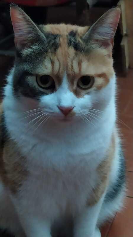 LULU': MICIA DI 2 ANNI, TRADITA DA CHI AMAVA Foto 6