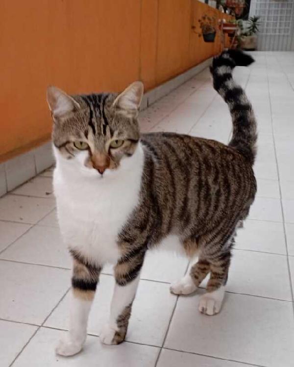 Tommy: Micio Di 1 Anno E Mezzo Cerca Famiglia