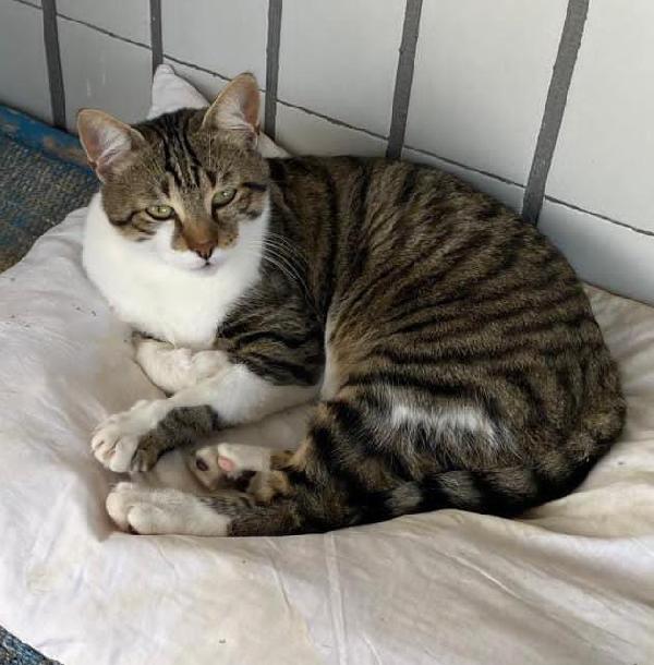 TOMMY: MICIO DI 1 ANNO E MEZZO CERCA FAMIGLIA Foto 2