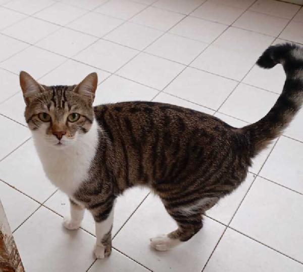 TOMMY: MICIO DI 1 ANNO E MEZZO CERCA FAMIGLIA Foto 3