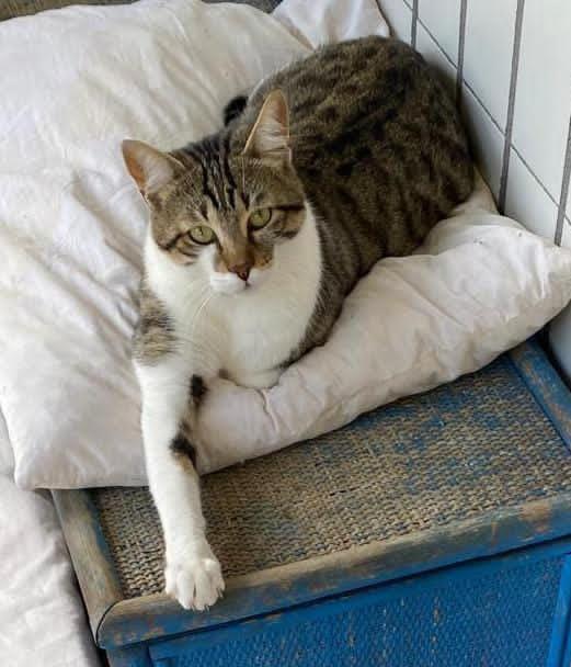 TOMMY: MICIO DI 1 ANNO E MEZZO CERCA FAMIGLIA Foto 4