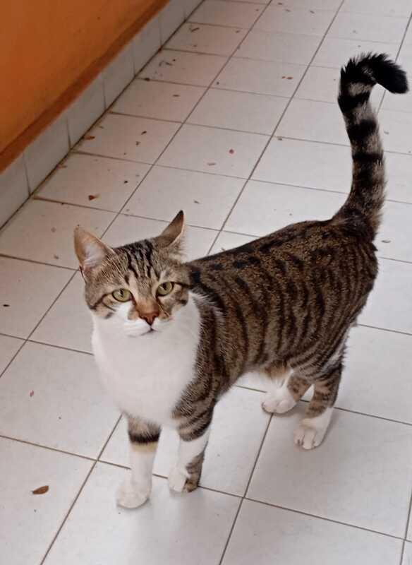 TOMMY: MICIO DI 1 ANNO E MEZZO CERCA FAMIGLIA Foto 5