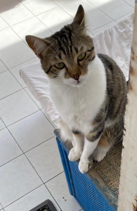 TOMMY: MICIO DI 1 ANNO E MEZZO CERCA FAMIGLIA Foto 6