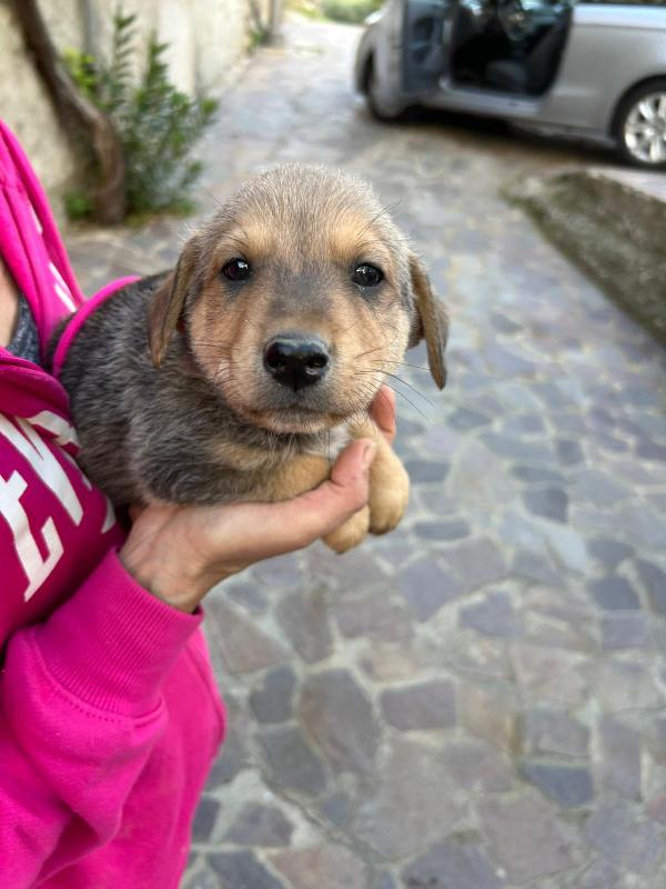Lulù Splendida Dolce Cucciola Cerca Famiglia 