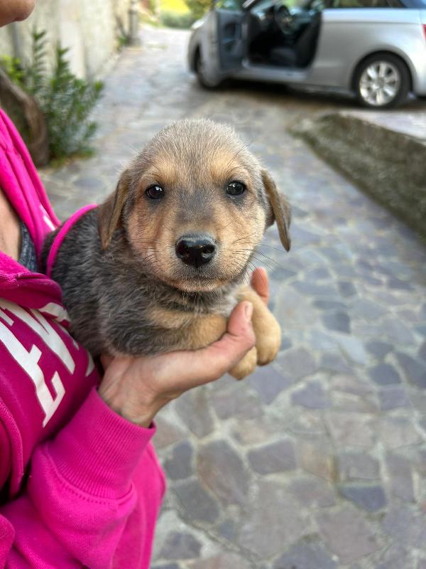 Lulù Splendida Dolce Cucciola Cerca Famiglia  Foto 2