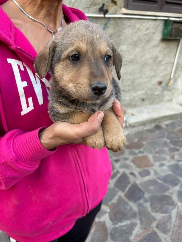 Lulù Splendida Dolce Cucciola Cerca Famiglia  Foto 3