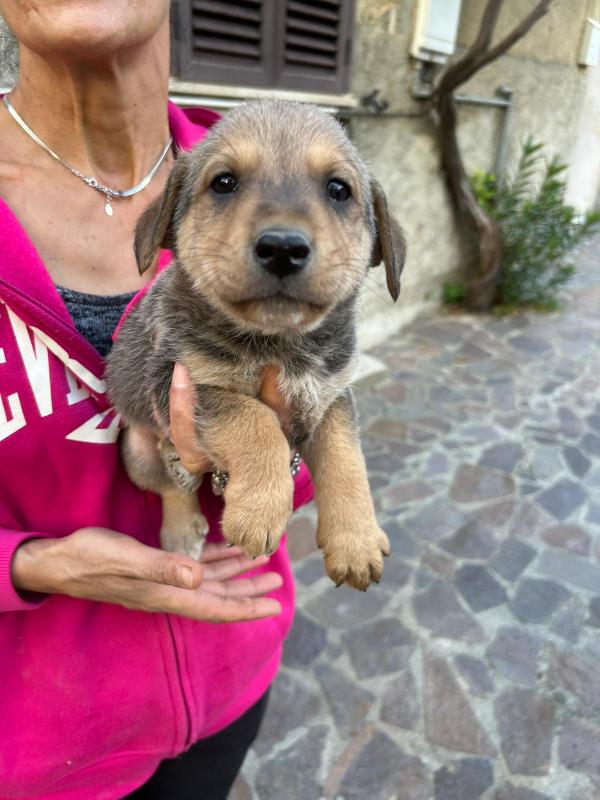 Lulù Splendida Dolce Cucciola Cerca Famiglia  Foto 4