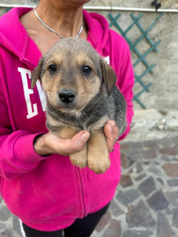 Lulù Splendida Dolce Cucciola Cerca Famiglia  Foto 5