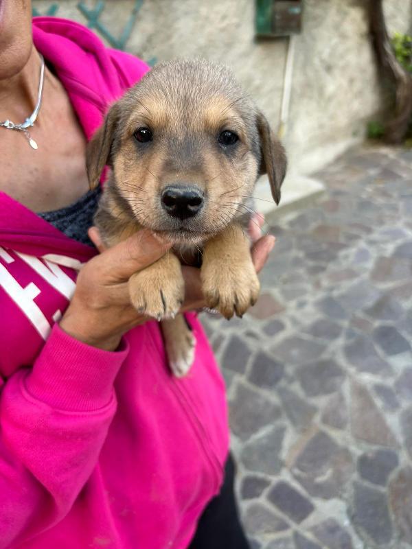 Lulù Splendida Dolce Cucciola Cerca Famiglia  Foto 8