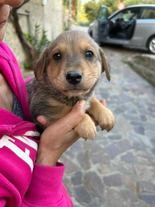Lulù Splendida Dolce Cucciola Cerca Famiglia  Foto 9