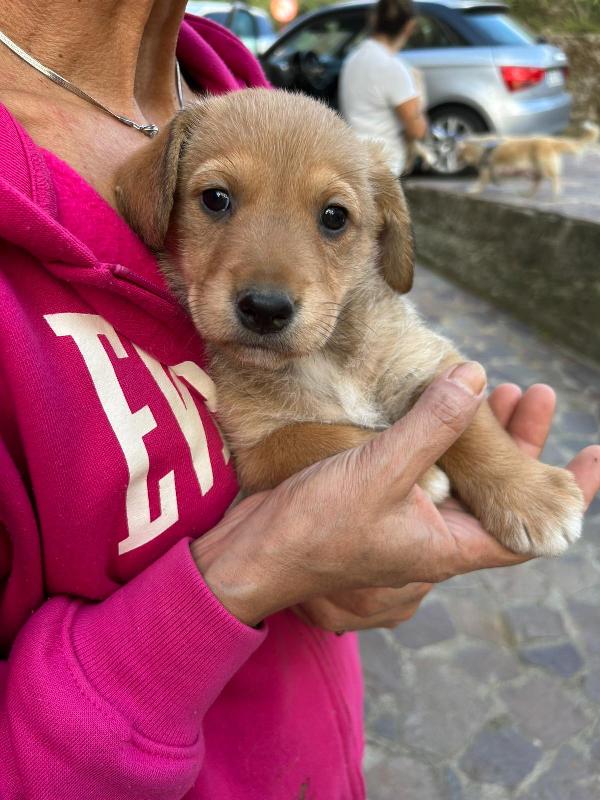Milo Meraviglioso Dolce Cucciolo Cerca Famiglia