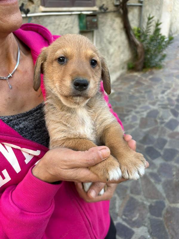 Milo Meraviglioso Dolce Cucciolo Cerca Famiglia  Foto 2