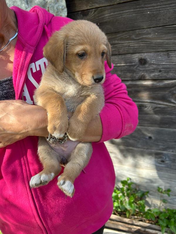 Milo Meraviglioso Dolce Cucciolo Cerca Famiglia  Foto 3