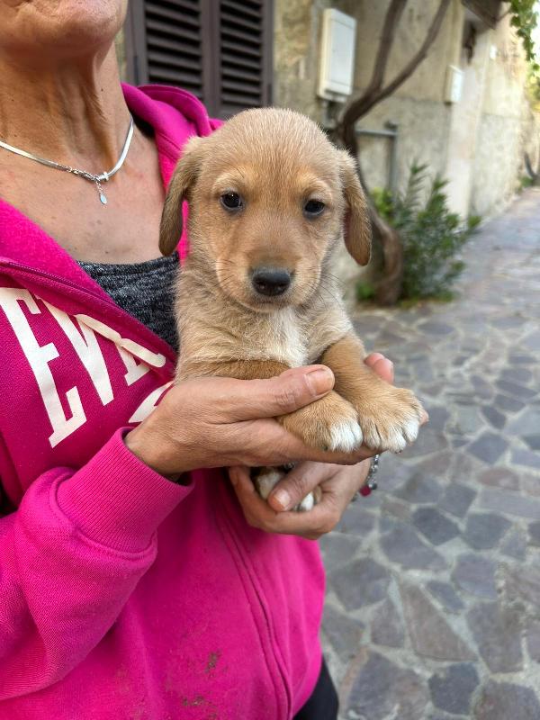 Milo Meraviglioso Dolce Cucciolo Cerca Famiglia  Foto 4