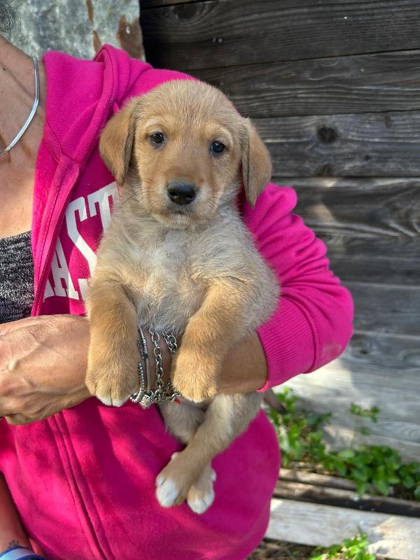 Milo Meraviglioso Dolce Cucciolo Cerca Famiglia  Foto 5