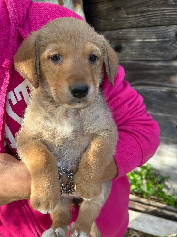 Milo Meraviglioso Dolce Cucciolo Cerca Famiglia  Foto 6