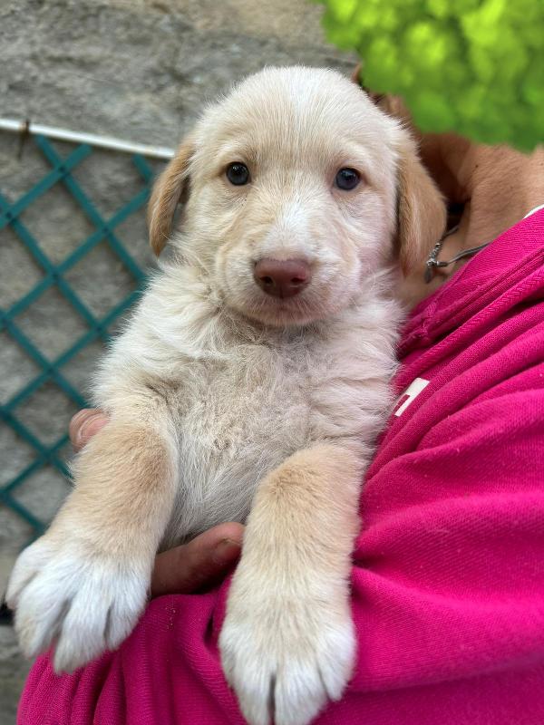 Max Splendido Dolce Cucciolo Cerca Famiglia