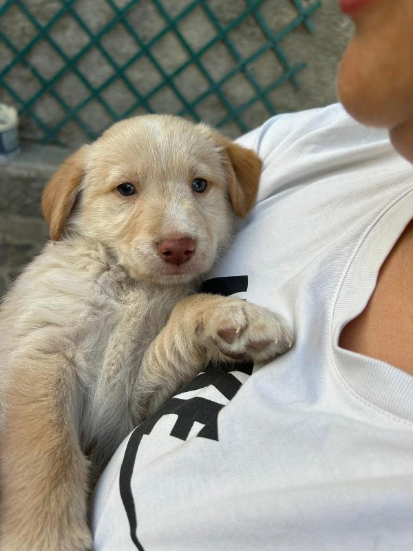 Max Splendido Dolce Cucciolo Cerca Famiglia  Foto 2