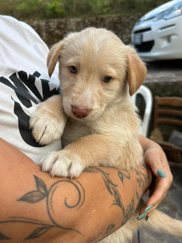 Max Splendido Dolce Cucciolo Cerca Famiglia  Foto 3