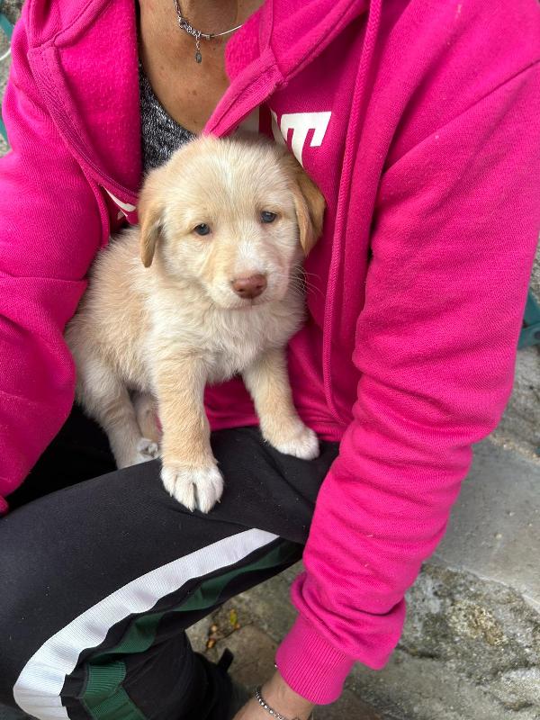 Max Splendido Dolce Cucciolo Cerca Famiglia  Foto 4