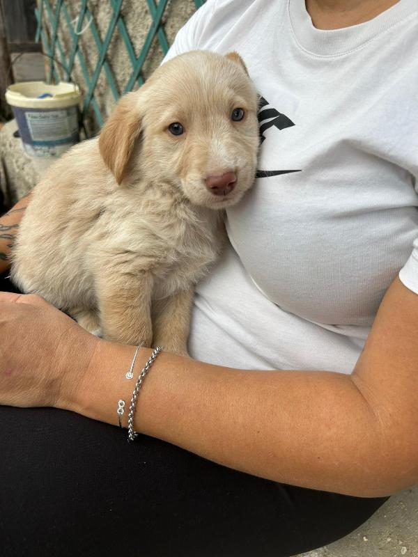 Max Splendido Dolce Cucciolo Cerca Famiglia  Foto 5