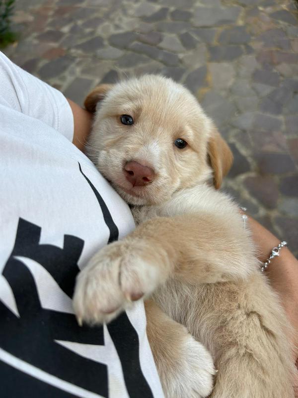Max Splendido Dolce Cucciolo Cerca Famiglia  Foto 6