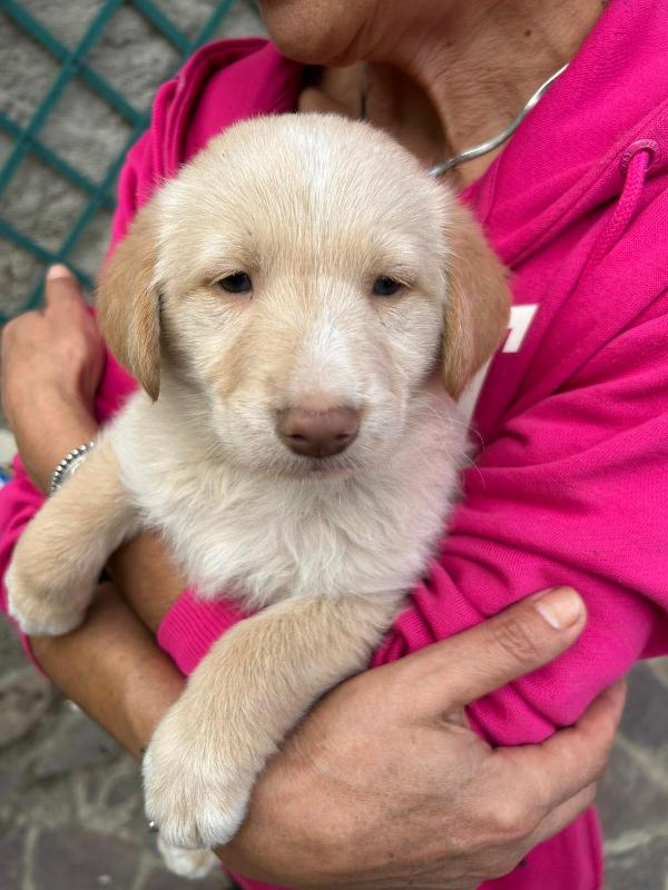 Max Splendido Dolce Cucciolo Cerca Famiglia  Foto 7