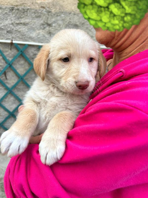 Max Splendido Dolce Cucciolo Cerca Famiglia  Foto 8