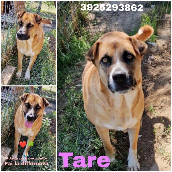 Tare Bellissima E Dolcissima Cagnolina Cerca Famiglia