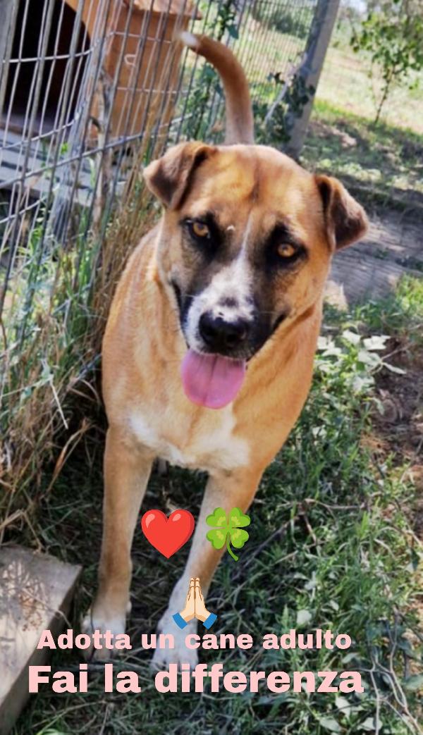 Tare bellissima e dolcissima cagnolina cerca famiglia  Foto 3