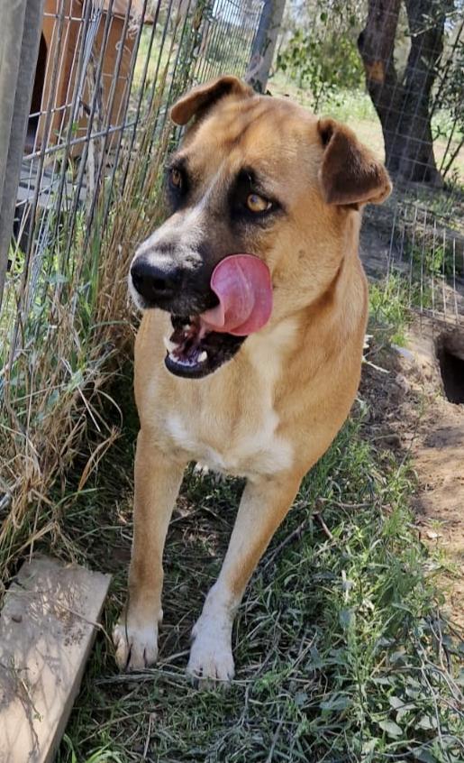 Tare bellissima e dolcissima cagnolina cerca famiglia  Foto 4