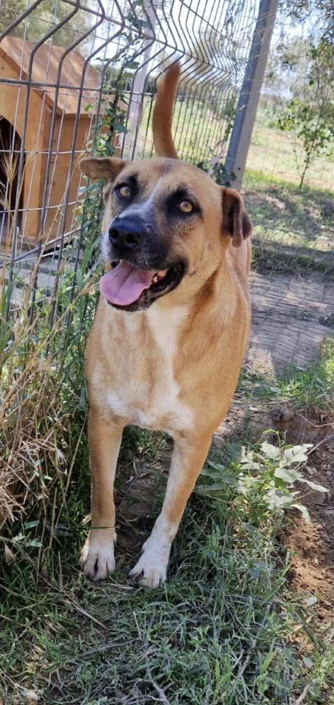 Tare bellissima e dolcissima cagnolina cerca famiglia  Foto 5