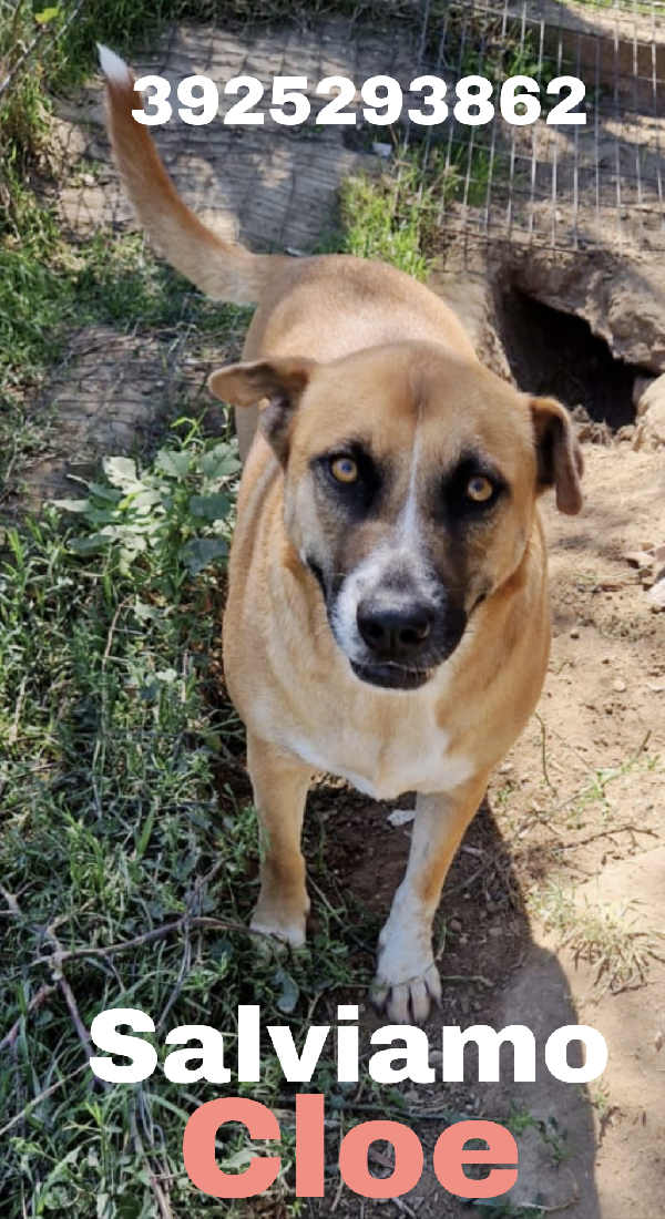 Tare bellissima e dolcissima cagnolina cerca famiglia  Foto 6