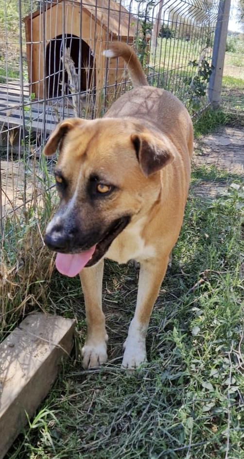 Tare bellissima e dolcissima cagnolina cerca famiglia  Foto 9